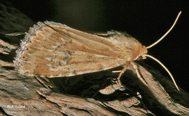 Heliocheilus stigmatia