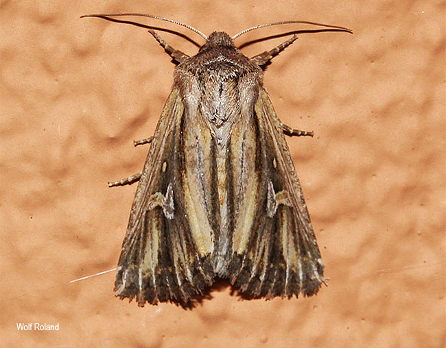 Lepidodelta stolifera