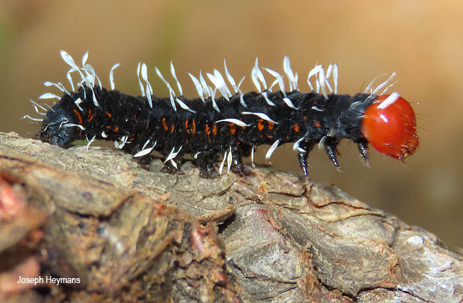 Lophonotidia melanoleuca