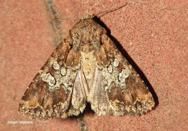 Omphalestra mesoglauca