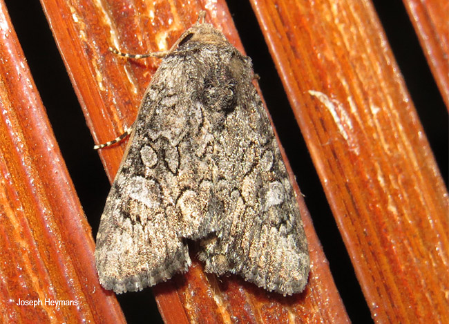 Omphalestra species