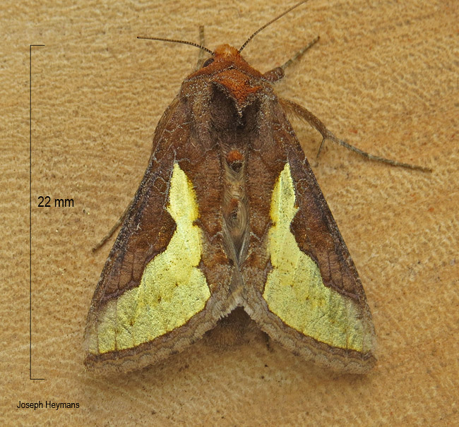 Trichoplusia orichalcea