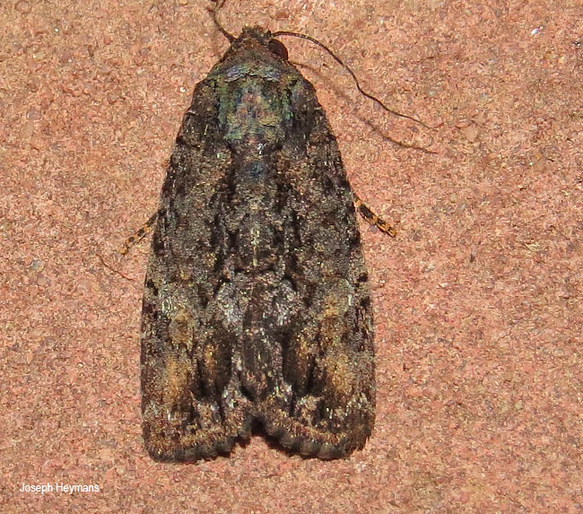 Stenopterygia monostigma