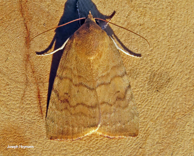 Maurilia arcuata
