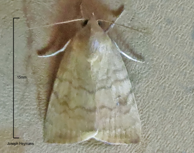 Maurilia arcuata