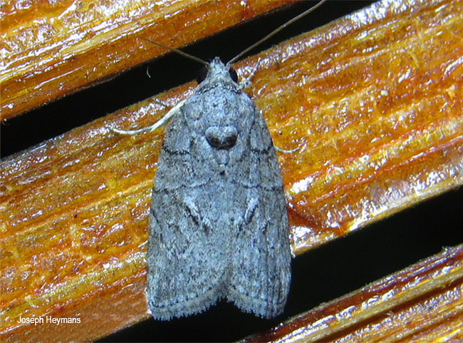 Pardasena species