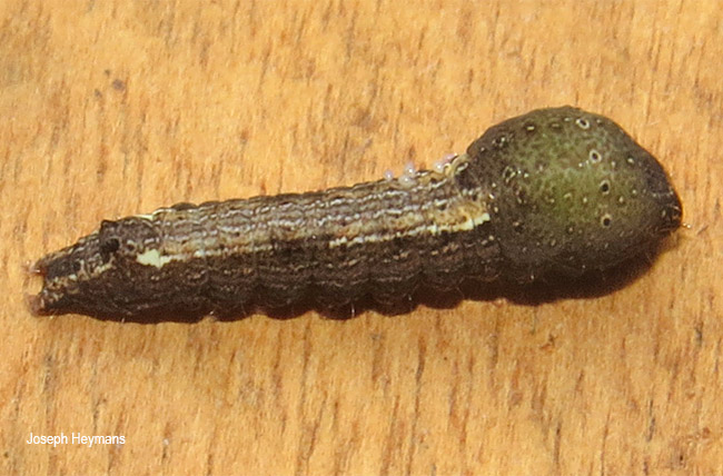 Maurilia arcuata larva