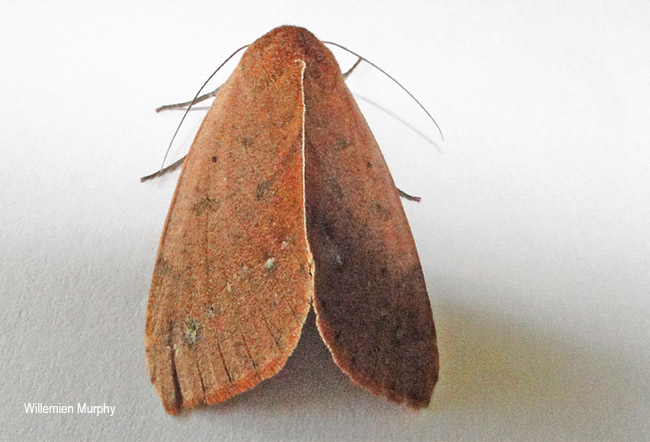 Maurilia arcuata