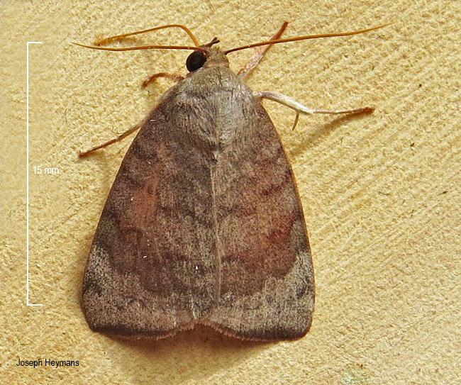 Maurilia arcuata
