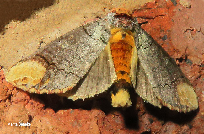 Antheua imitata 