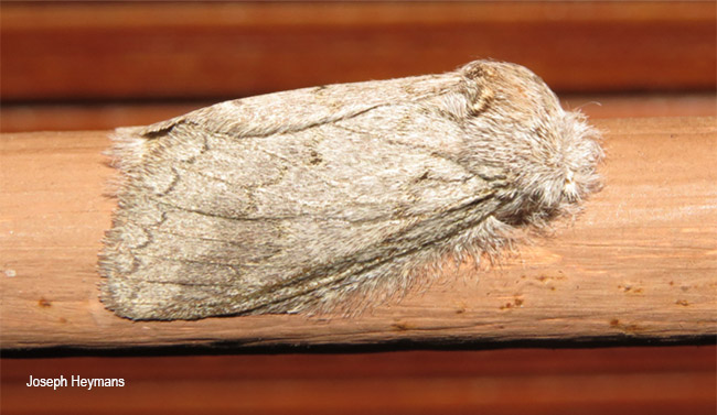 Desmeocraera basalis