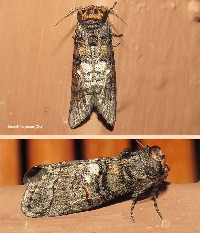 Helga cinerea