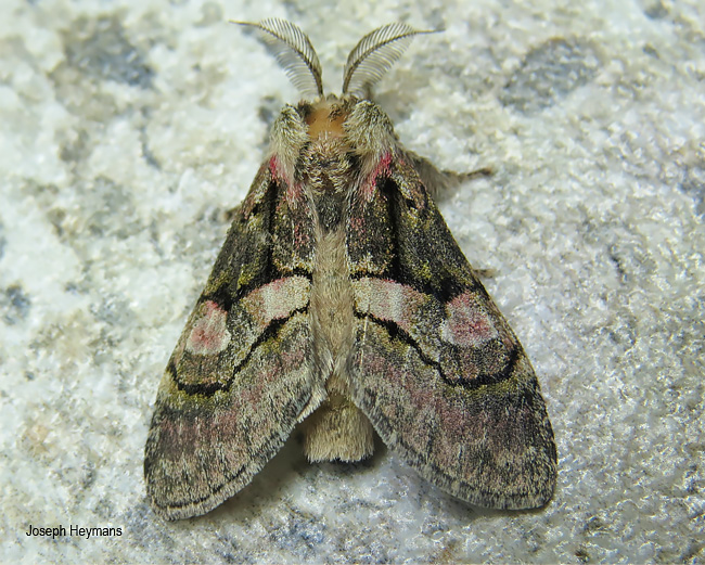 Rhenea mediata