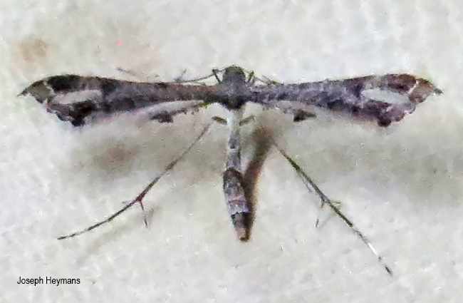 Lantanophaga pusillidactylus
