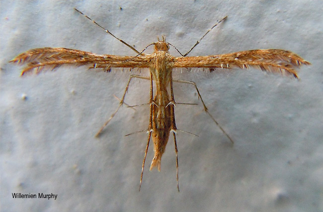 Stenodacma wahlbergi