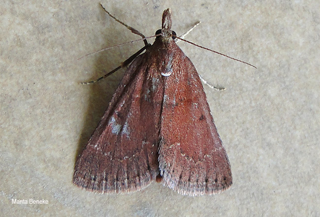 Bostra dipectinalis