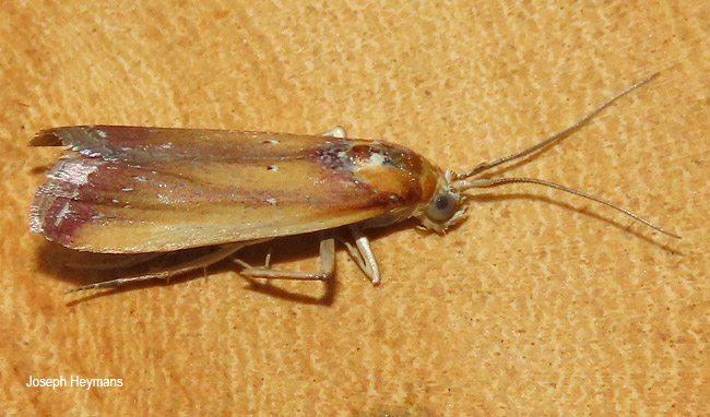 Epicrocis species