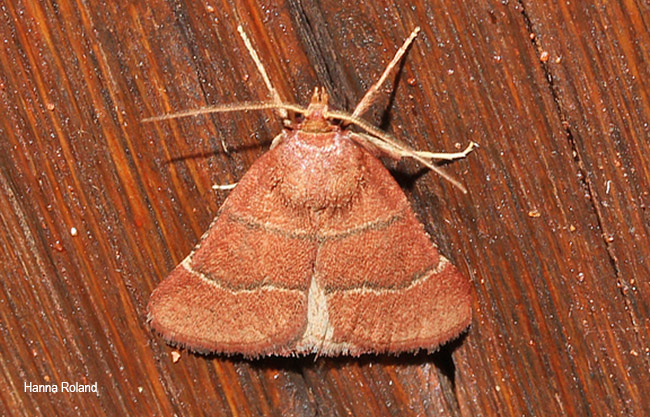 Stemmatophora perrubralis
