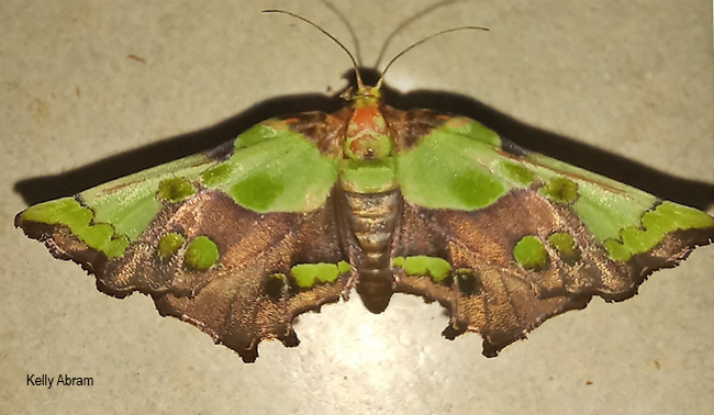 Mittonia hampsoni