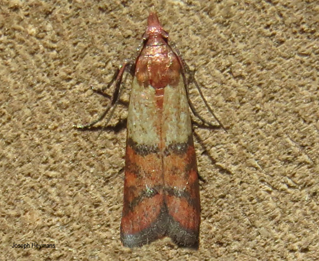 Plodia interpunctella