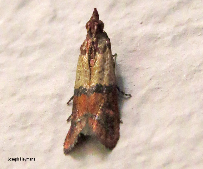 Plodia interpunctella