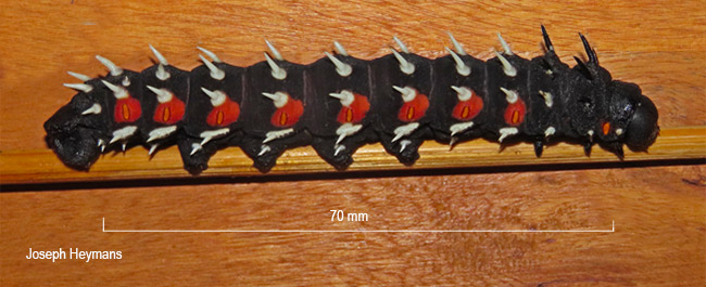 Bunaea alcinoe larva