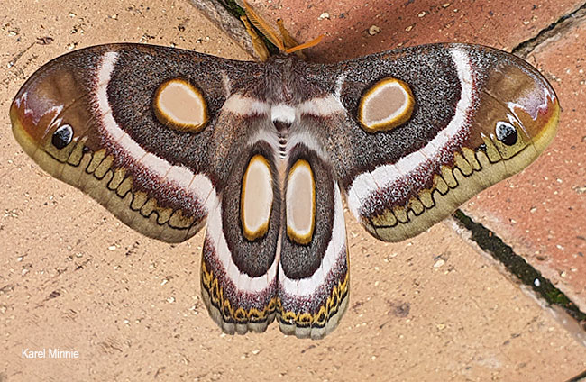 Epiphora mythymnia
