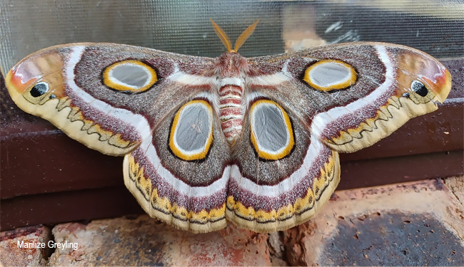 Epiphora mythymnia