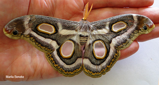 Epiphora mythymnia