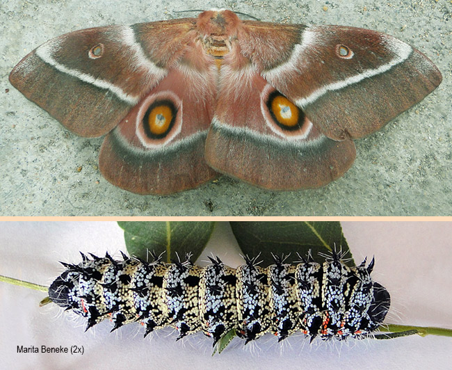 Gonimbrasia belina