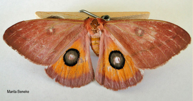Rohaniella pygmaea