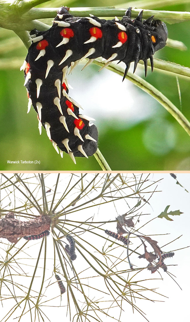 Bunaea aclinoe larva