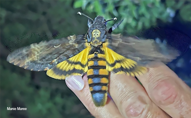 Acherontia atropos