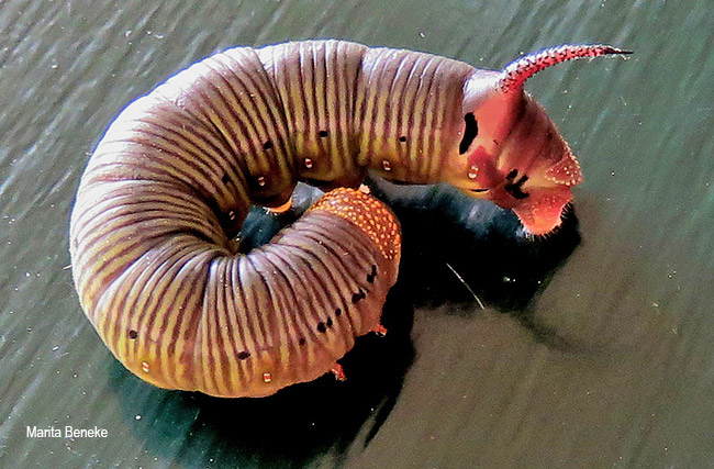 Cephonodes virescens larva