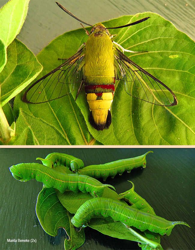 Cephonodes virescens