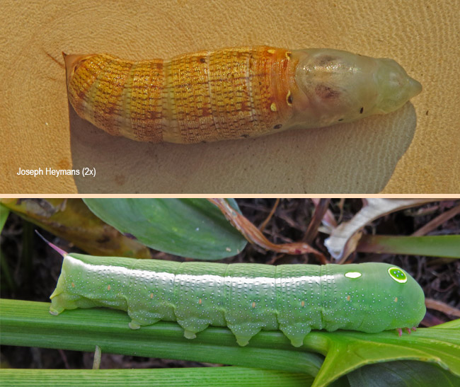 Hippotion celerio