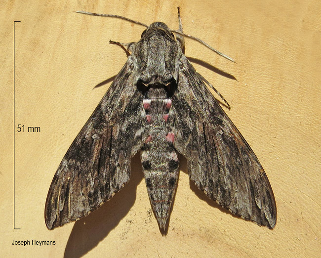 Agrius convolvuli