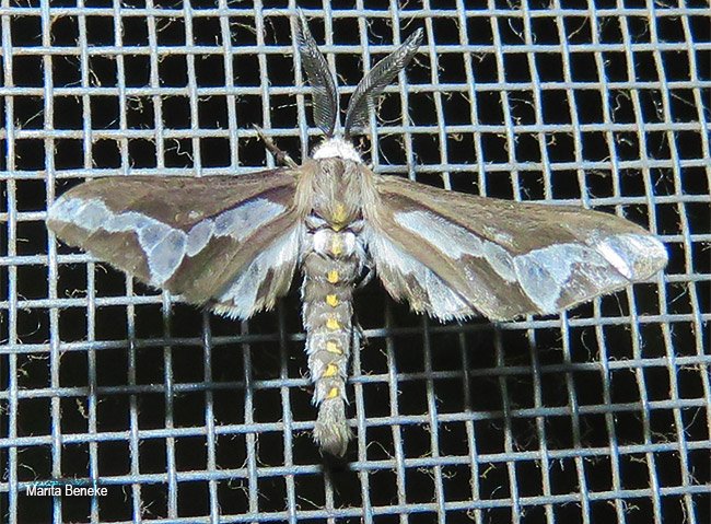Thyretes caffra