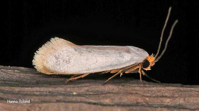 Edosa leucastis