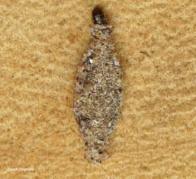 Phereoeca uterella