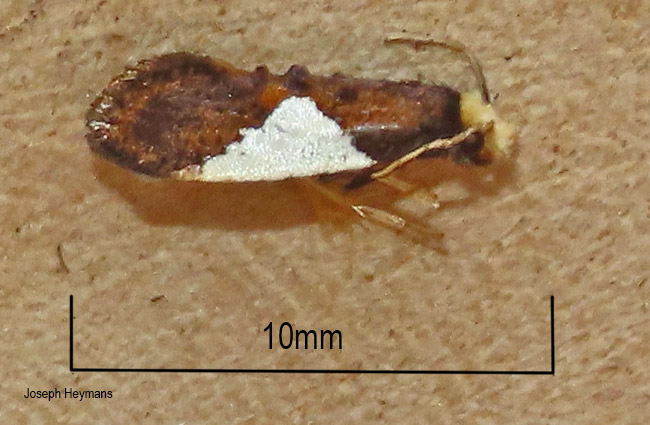 Rhodoneura falvicilia