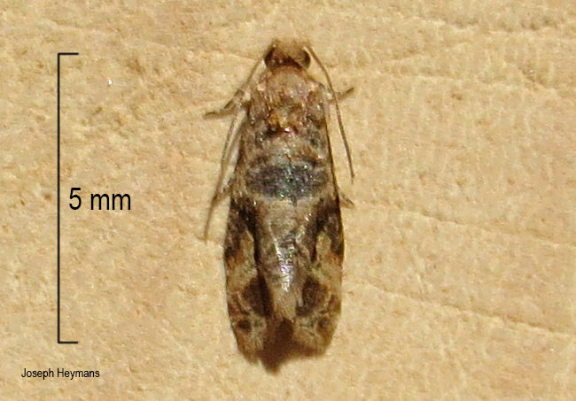Lobesia aeolopa