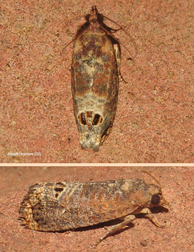 Cryptophlebia peltastica