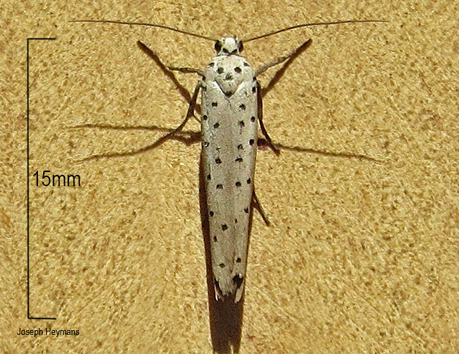 Yponomeuta fumigatus