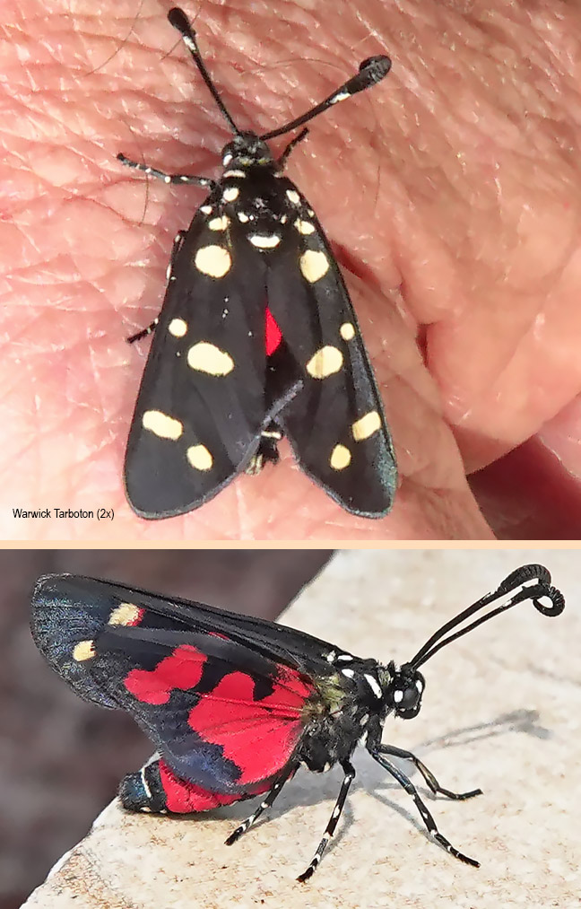 Zutulba namaqua zelleri