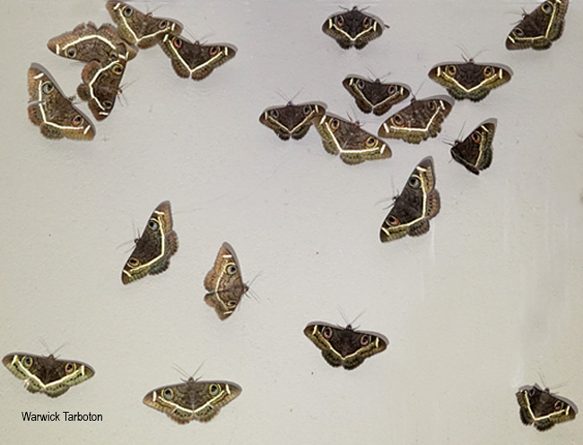 Cyligramma latona