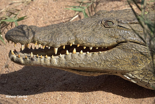Crocodylus niloticus