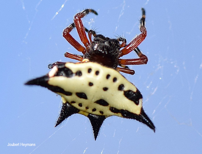Gasteracantha sanguinolenta