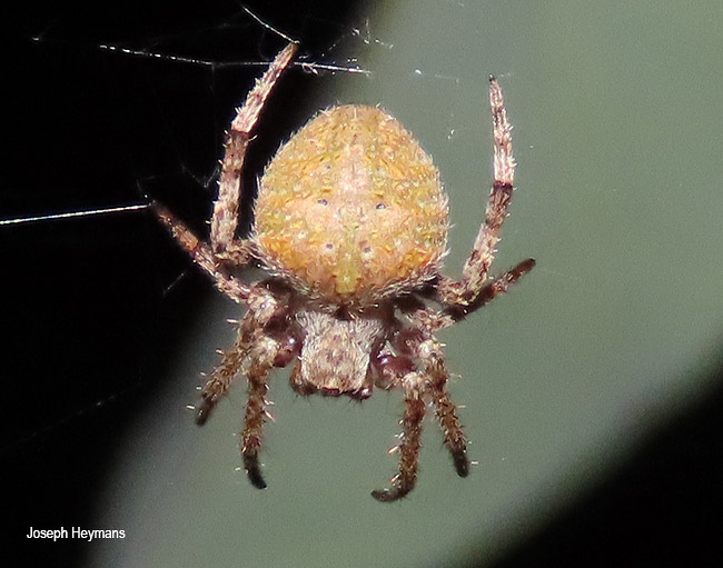 Neoscona hirta