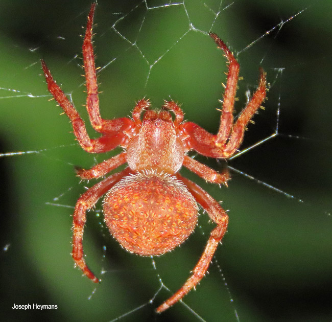 Neoscona penicillipes